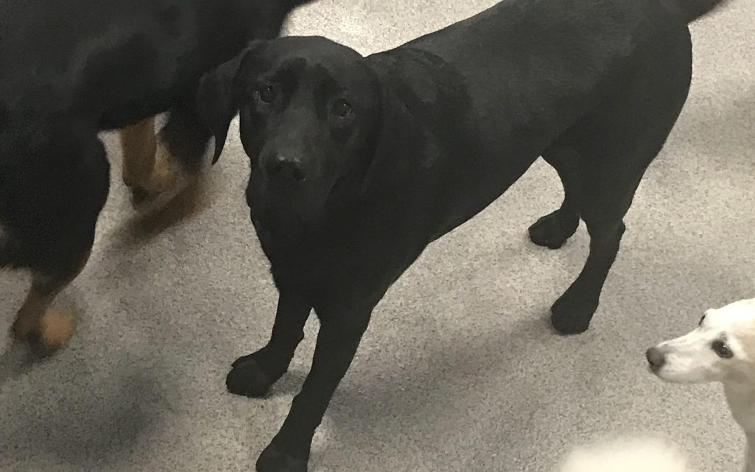 dog-of-the-week-puppy-shadow-just-pet-me