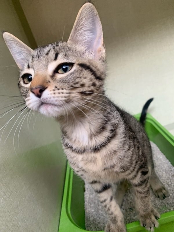 Tabby kitten at Just Pet Me Oakland cat boarding