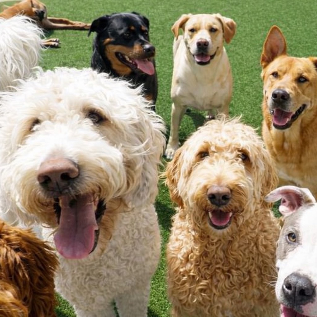 Group of happy dogs playing on turf at Just Pet Me Oakland doggie daycare