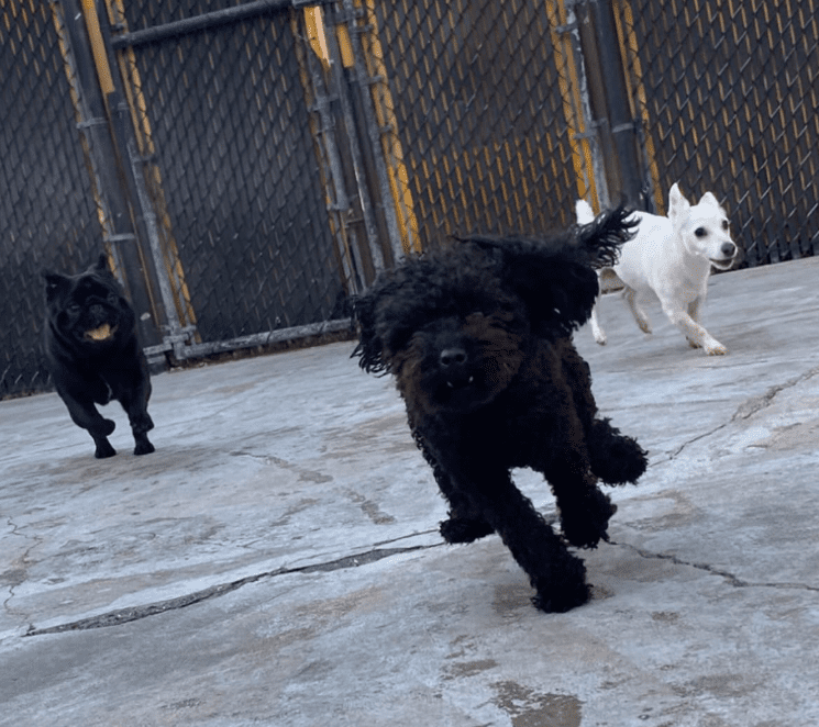 Happy spaniel mix at Just Pet Me Oakland daycare