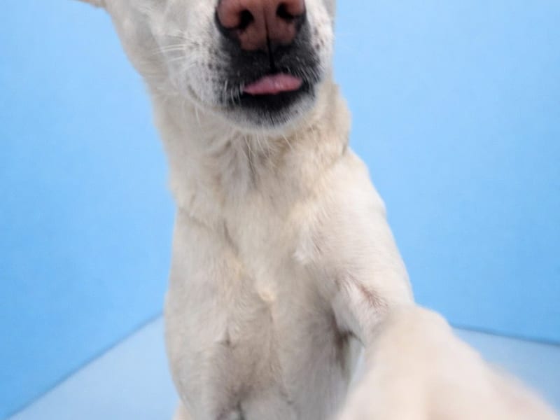 White dog smiling at Just Pet Me Oakland