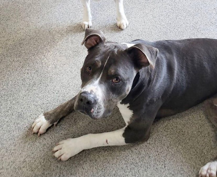 Serious Jackson — Just Pet Me Dog of the Week