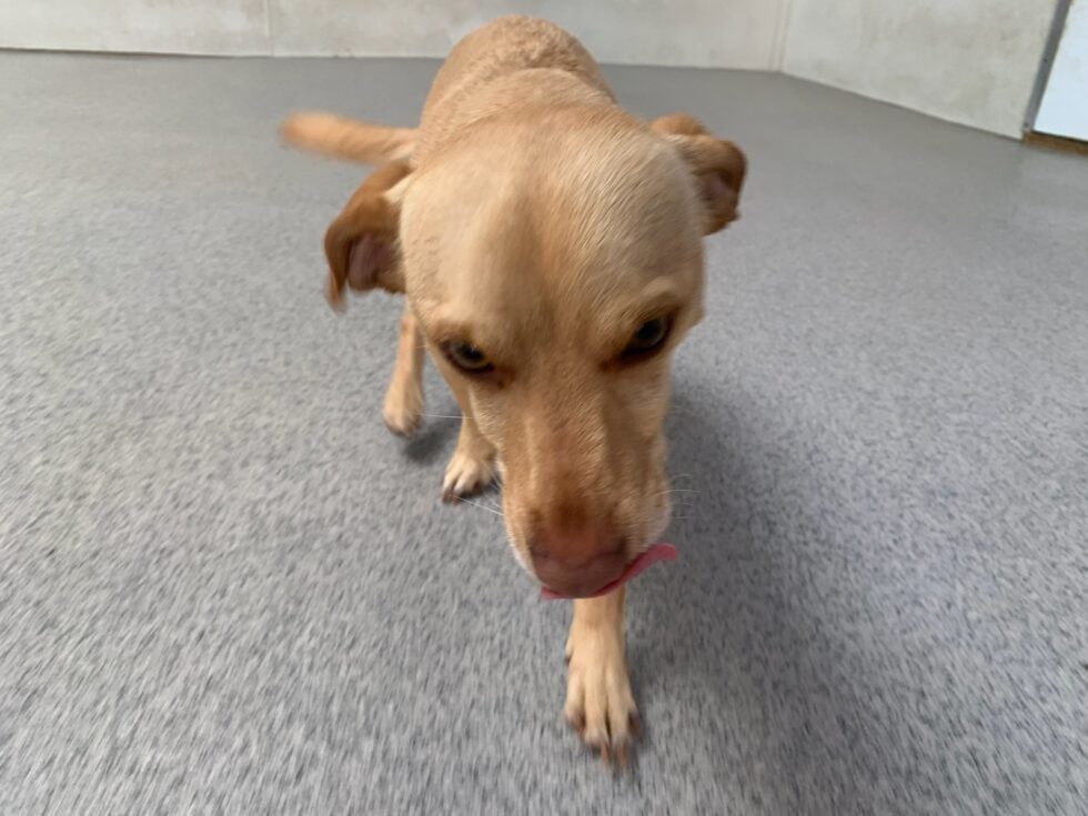 Pip — Just Pet Me Dog of the Week