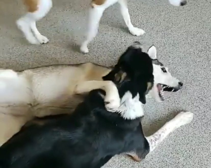 Kiya & Zero — Just Pet Me Dog of the Week