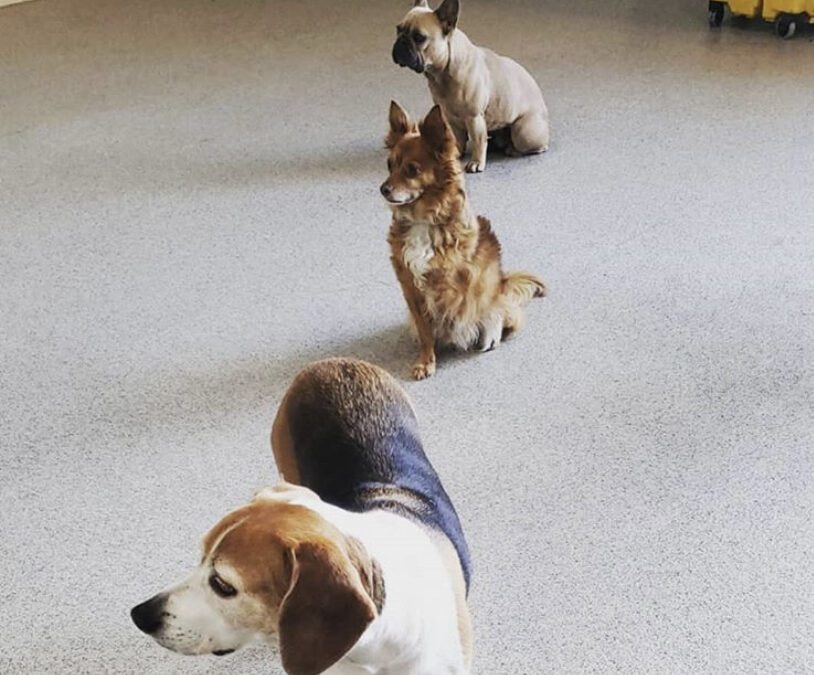 Fabulous Formation — Just Pet Me Dog of the Week