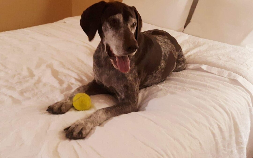 Dieter — Just Pet Me Dog of the Week