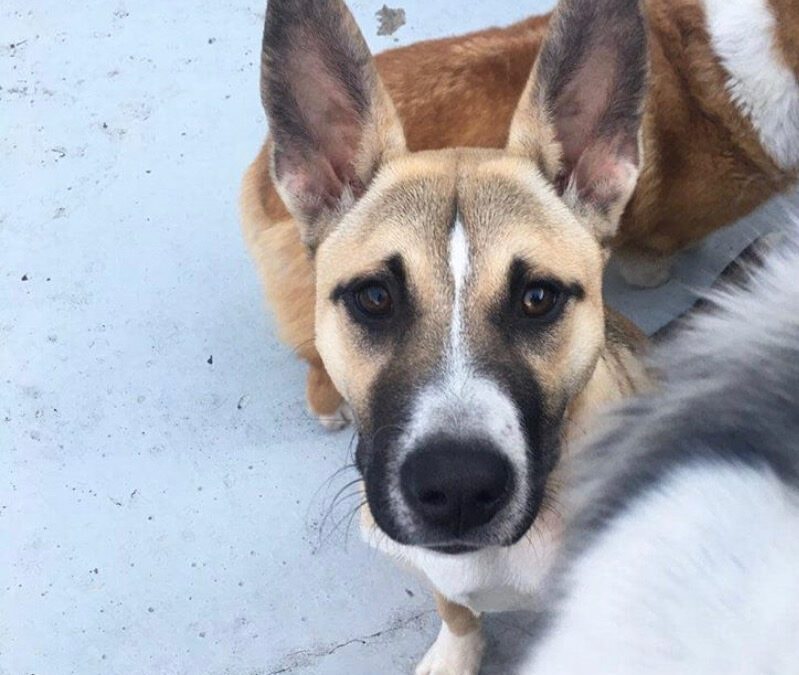 B-O-N-I-T-A!!!! — Just Pet Me Dog of the Week