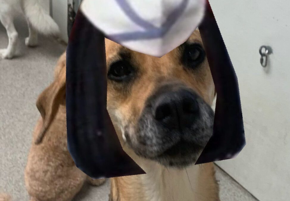 Lewie — Just Pet Me Dog of the Week