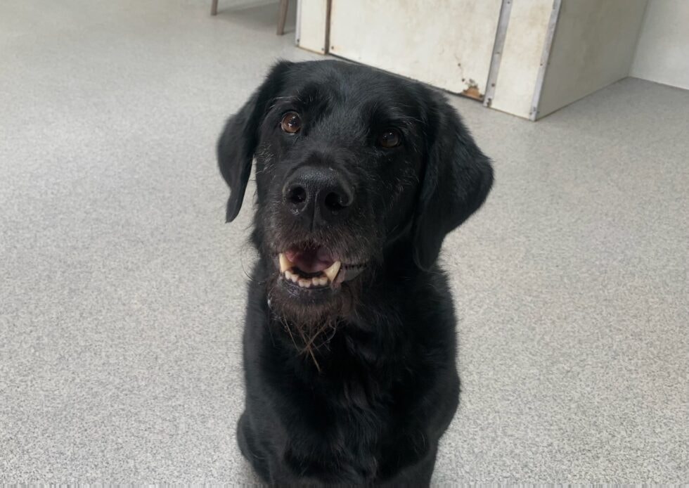 Brady — Just Pet Me Dog of the Week