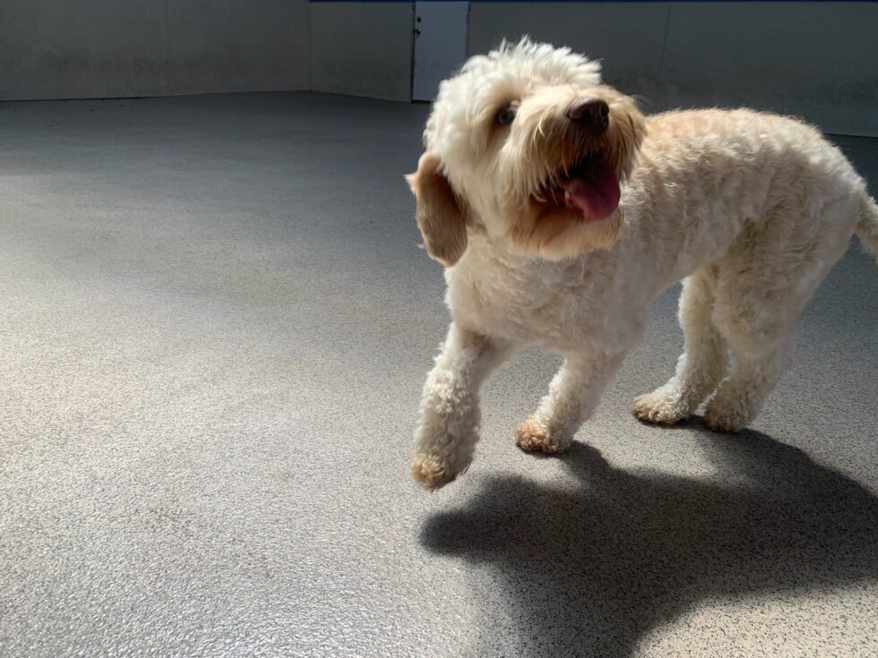 Brooklyn — Just Pet Me Dog of the Week