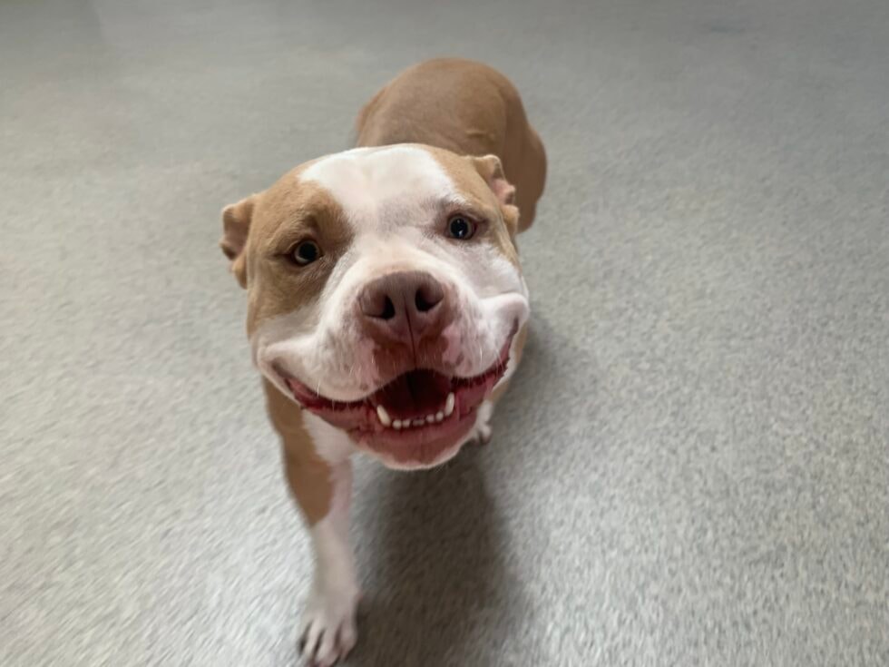 Chopstick — Just Pet Me Dog of the Week