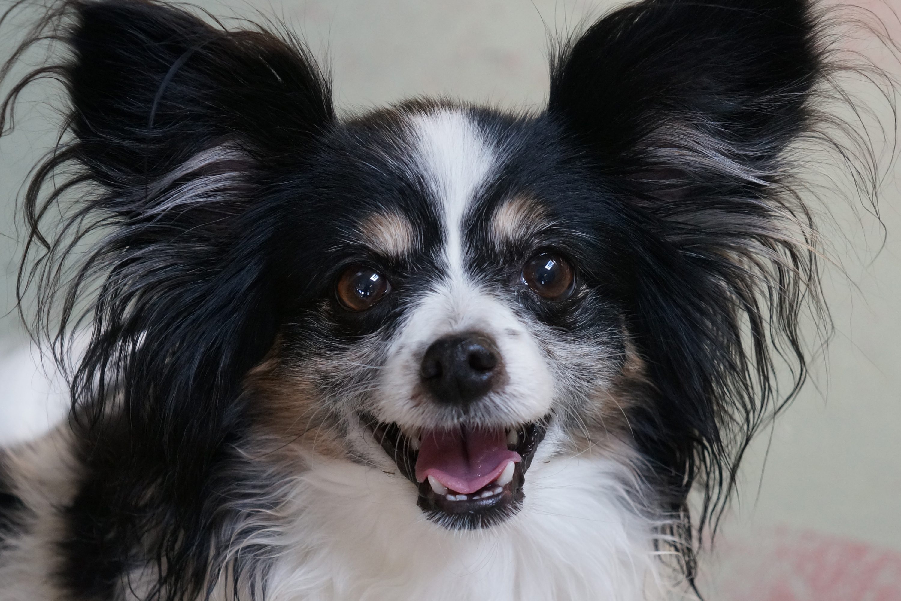 Happy dog at Just Pet Me Oakland daycare