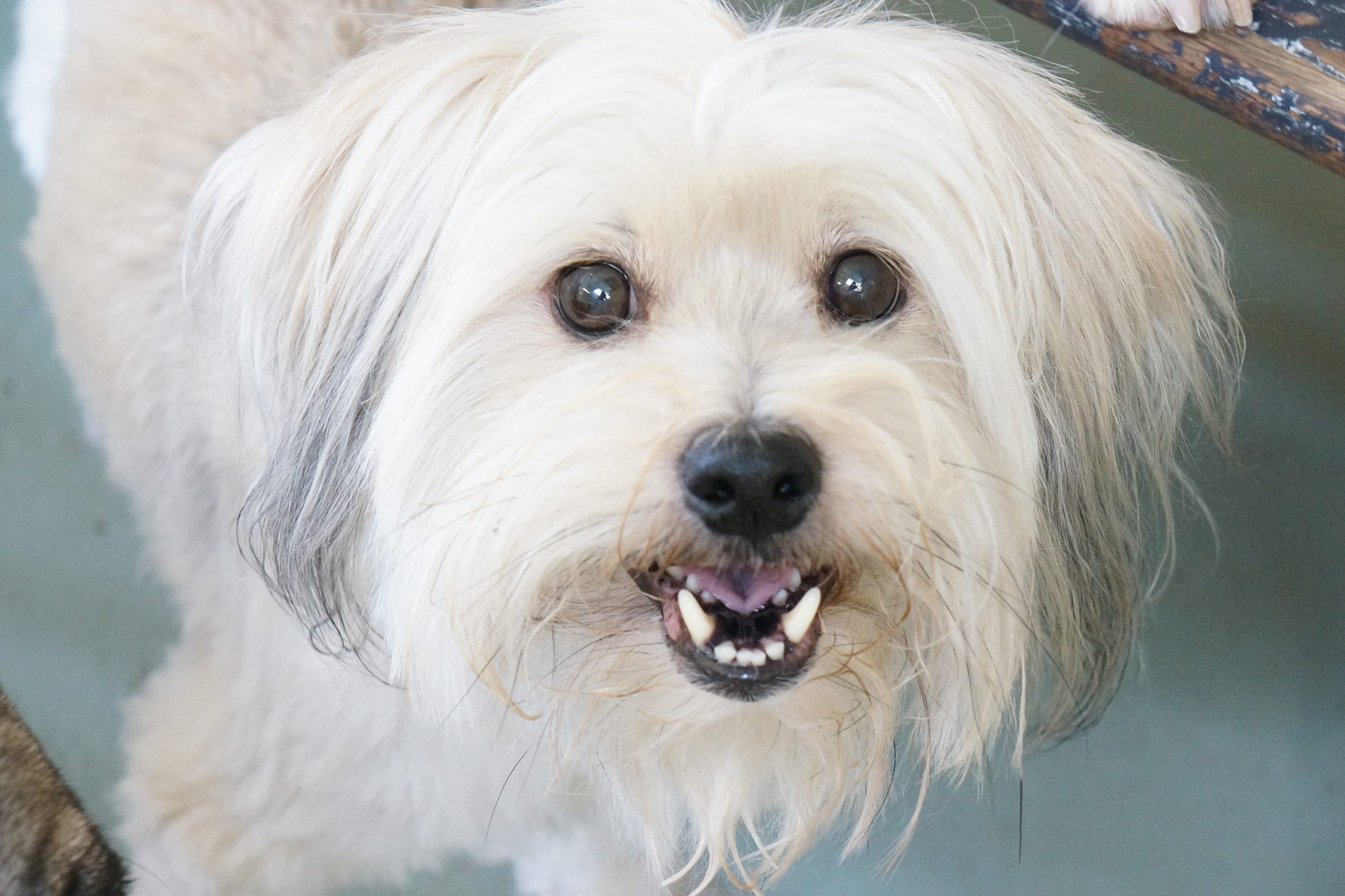 Dog portrait at Just Pet Me Oakland