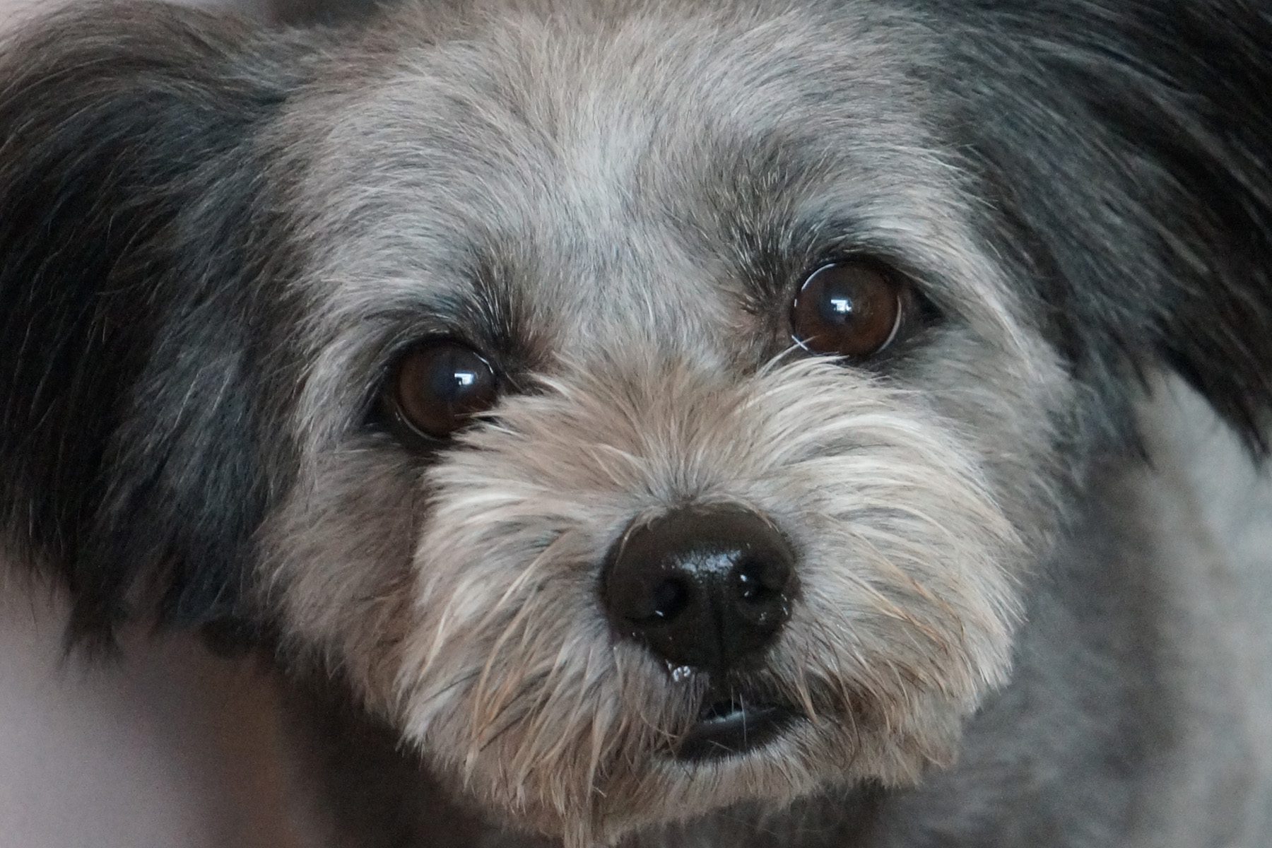 Small dog at Just Pet Me Oakland