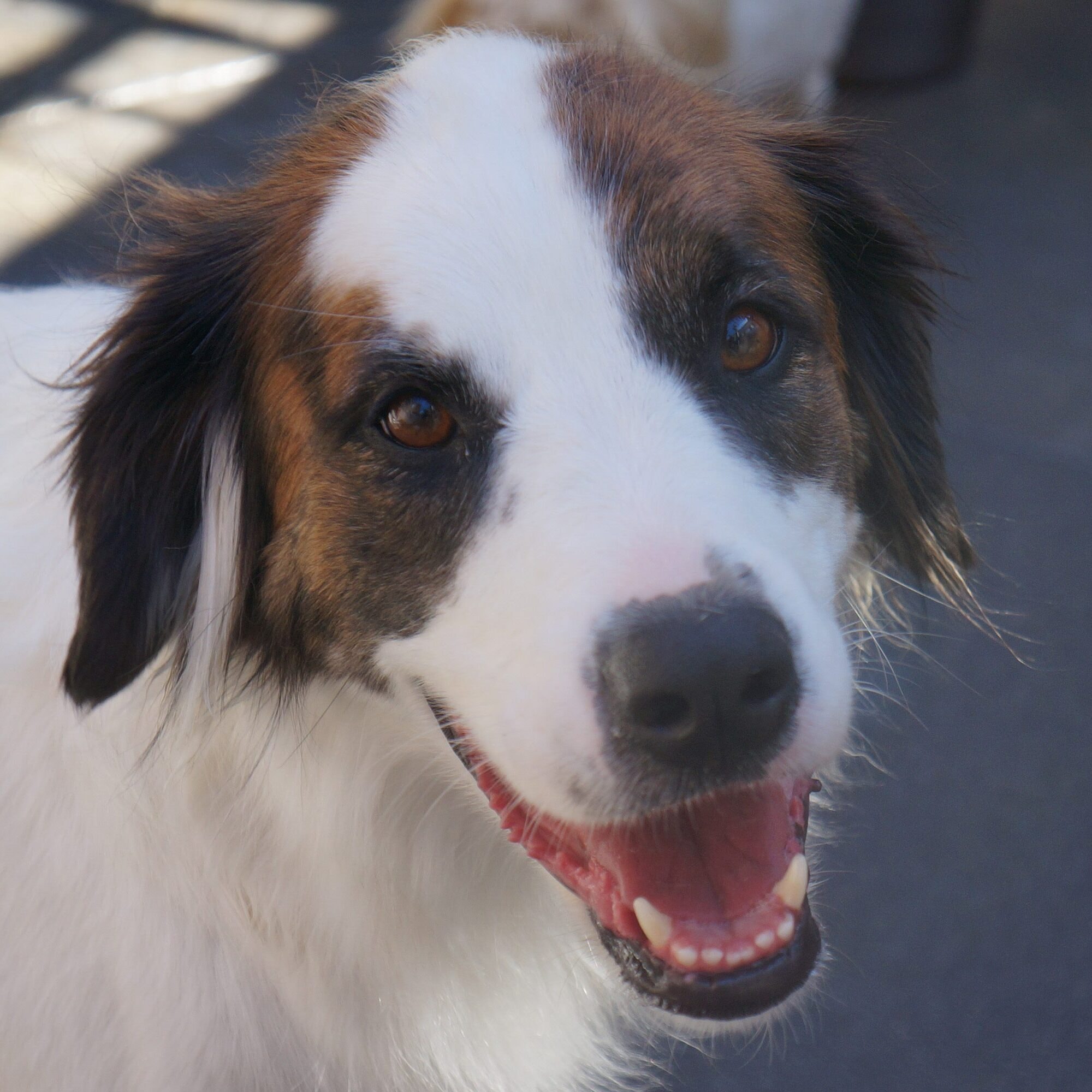Happy Australian Shepherd at Just Pet Me Oakland hotel