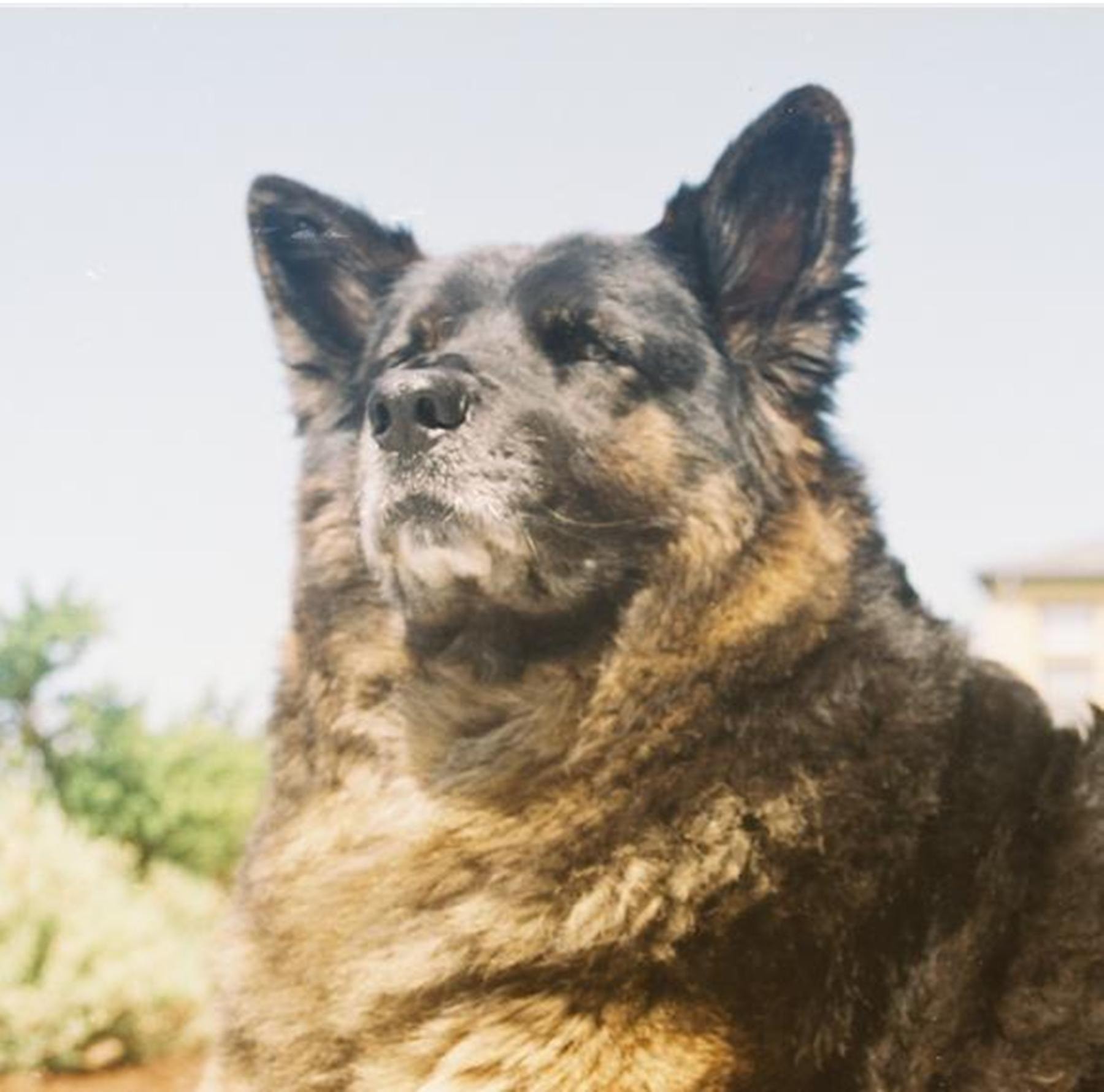 Senior German Shepherd at Just Pet Me Oakland hotel