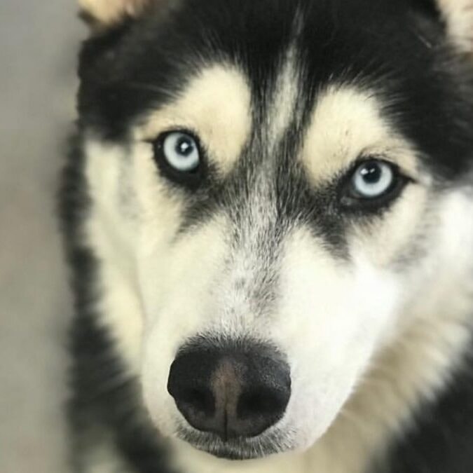 Husky with blue eyes at Just Pet Me Oakland hotel