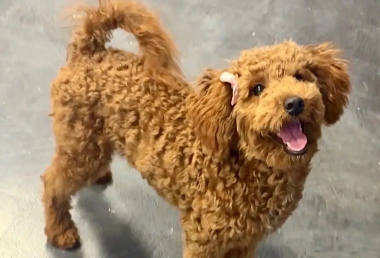 Happy curly apricot puppy at Just Pet Me Oakland puppy program