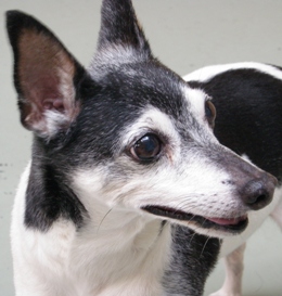 A black and white dog with a black nose