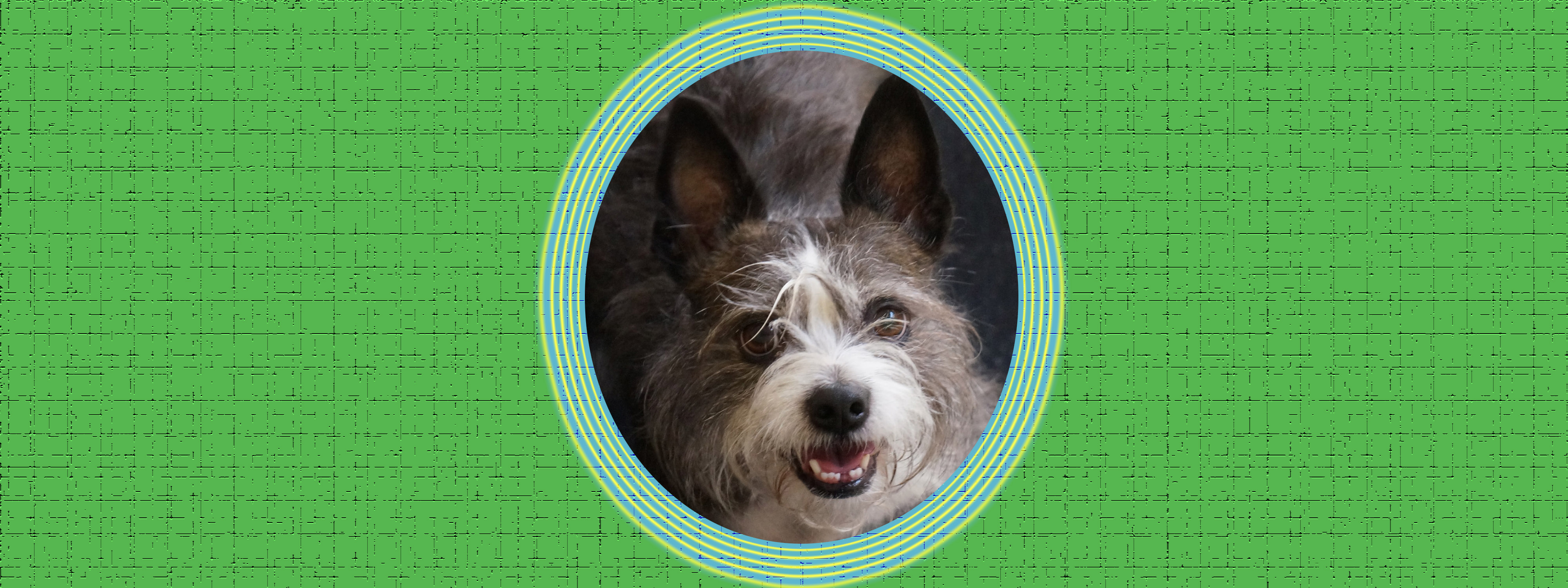 Dog of the Week: Scruffy