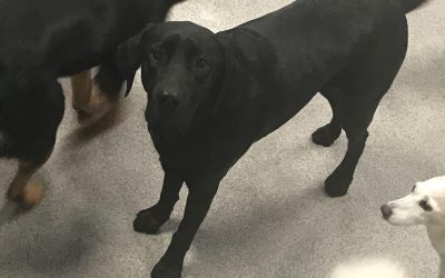 Dog of The Week: (Puppy) Shadow