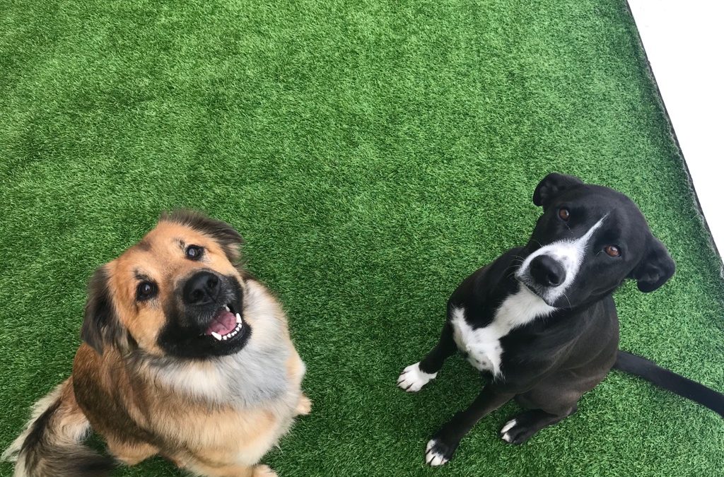 Dogs of the week: Perri & Cosmo