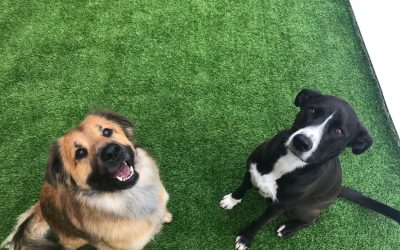 Dogs of the week: Perri & Cosmo