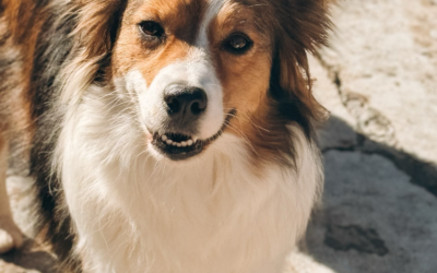 Dog of the Week: Seattle