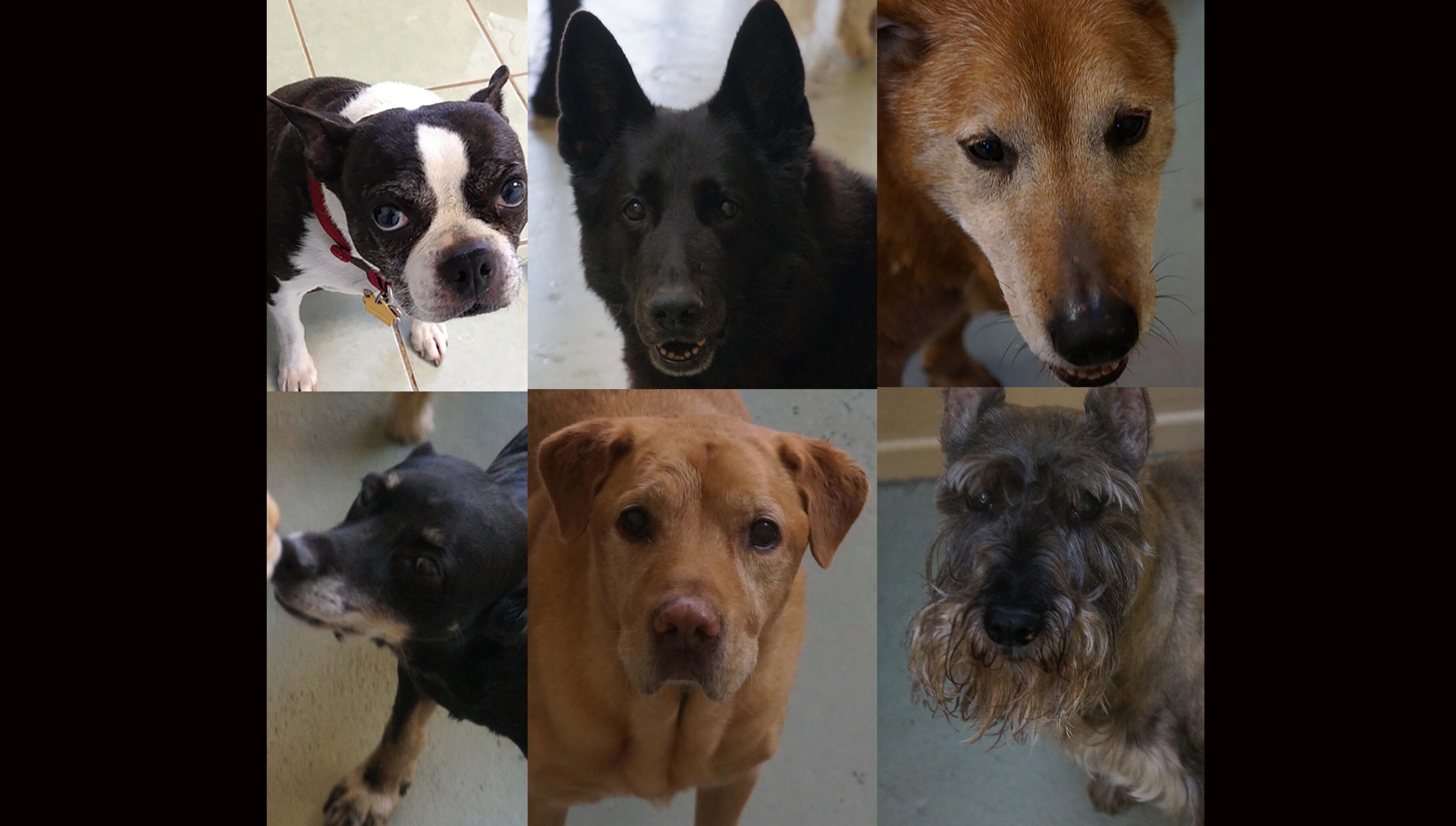 Assorted dogs looking at the camera