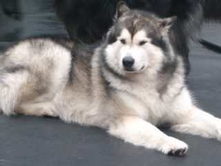 318016_picKida