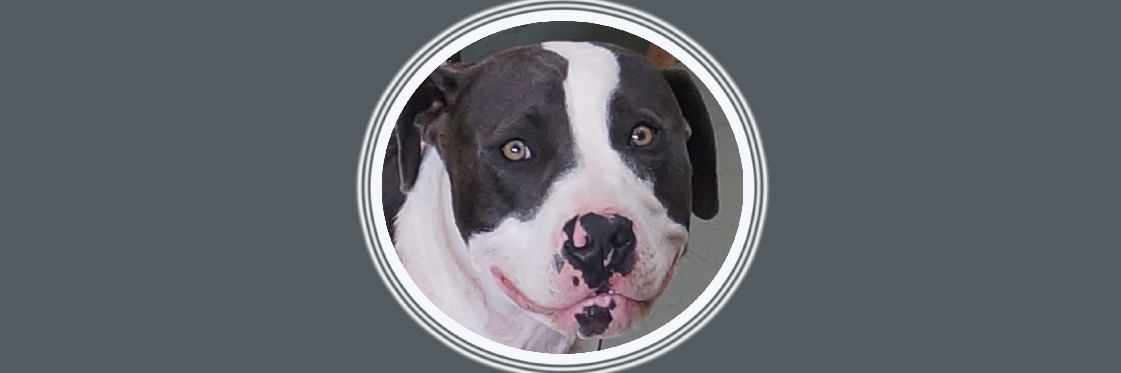 Black and white dog portrait in circle