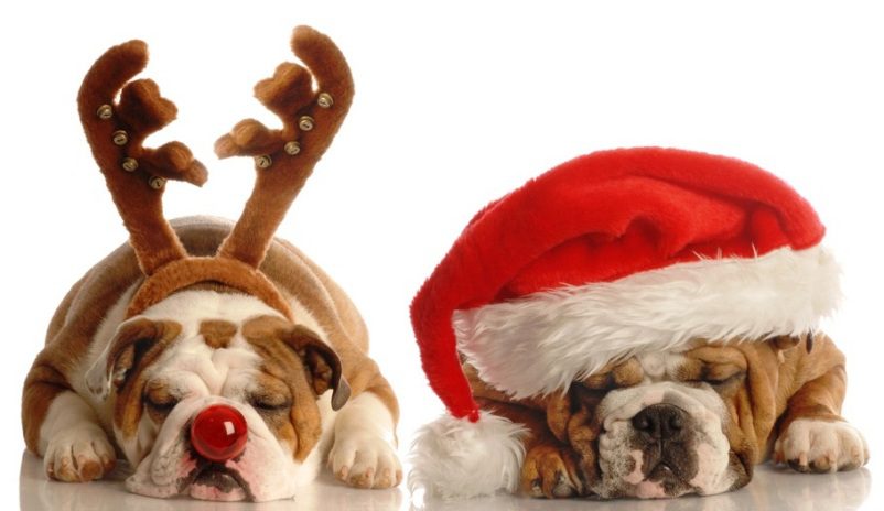 Festive bulldogs in holiday attire