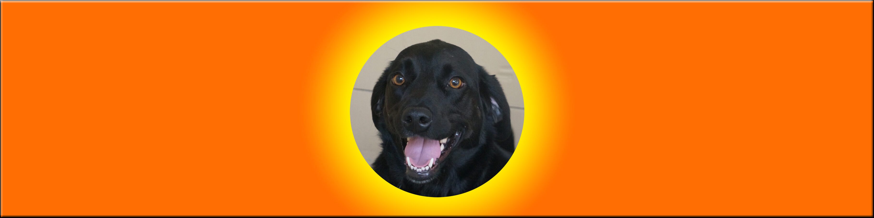 Happy black dog with orange background