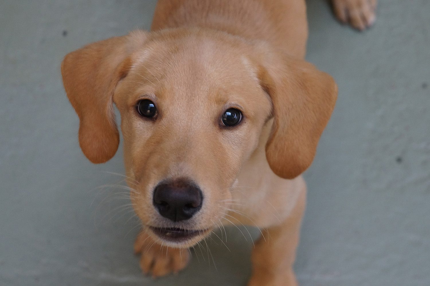 Cute puppy looking up