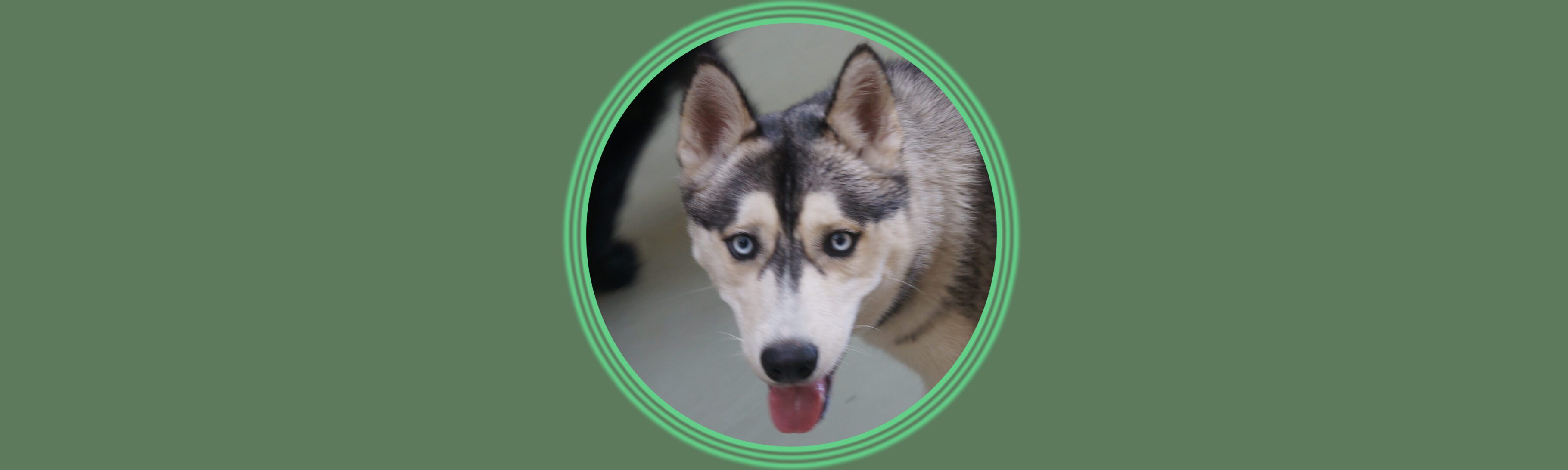 Siberian husky sticking out tongue