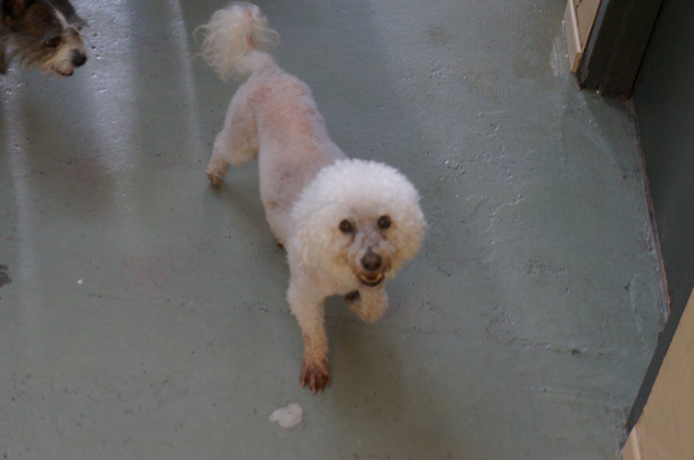 Poochie-07-10-13-11-e1373581104125