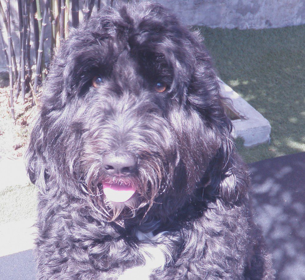 TeddyS-e1368657562979