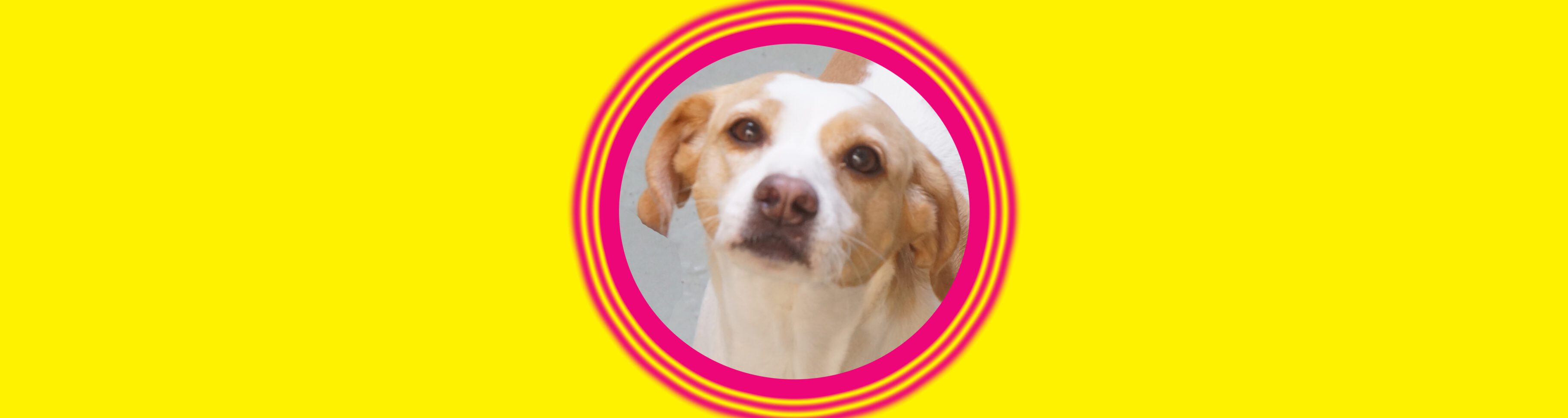 Cute dog portrait on yellow background