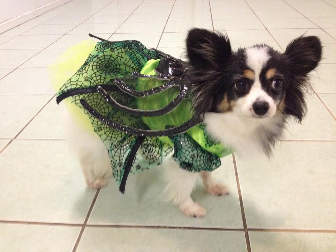 Small dog dressed as a spider
