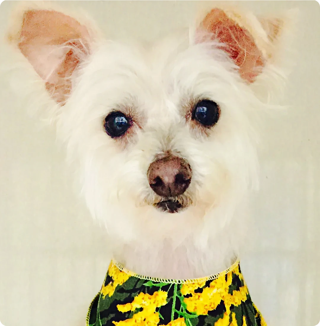 Small dog in colorful outfit