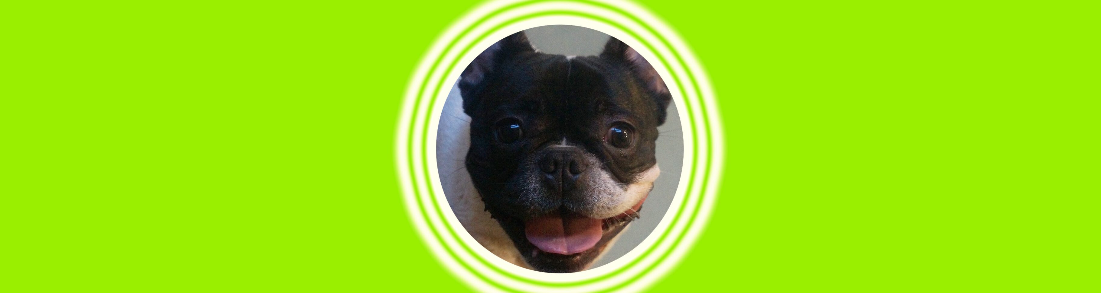 Smiling dog with vibrant green background