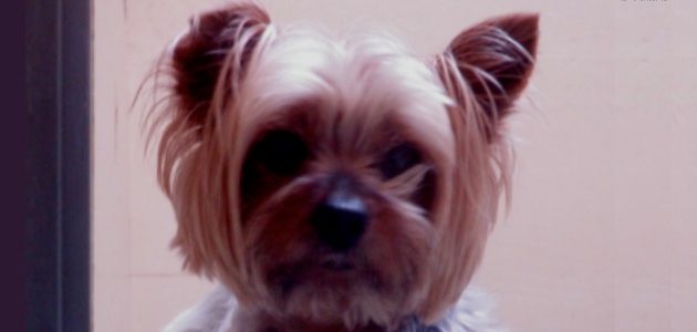 daisy-b