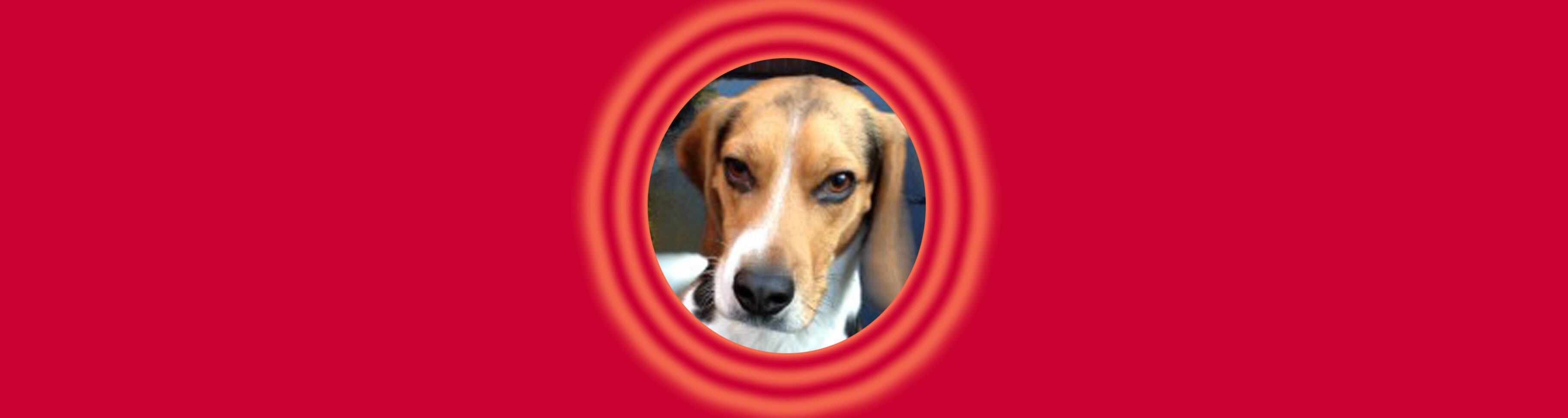Beagle face close-up, red backdrop