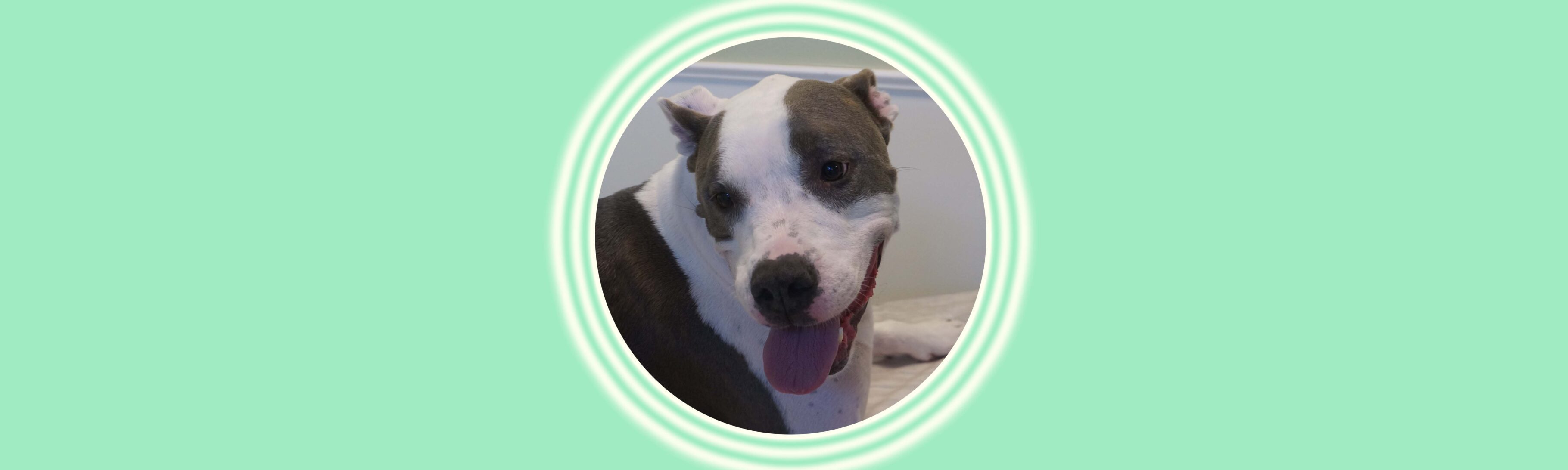 Dog portrait on mint green backdrop