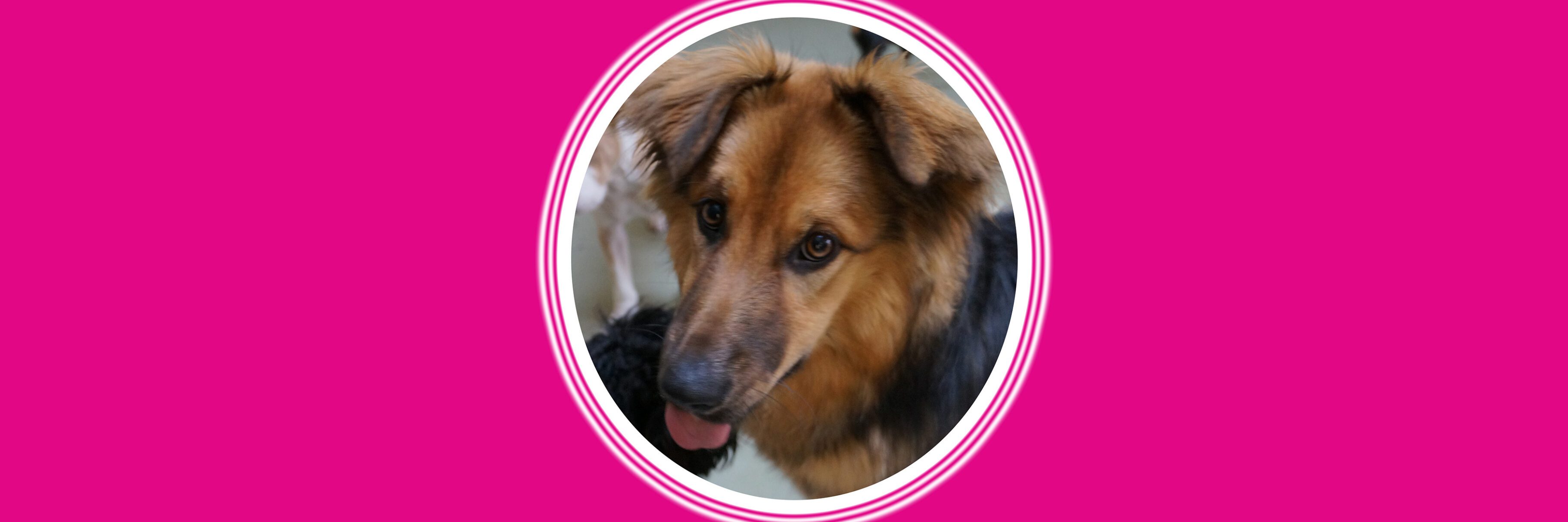 Dog with pink background