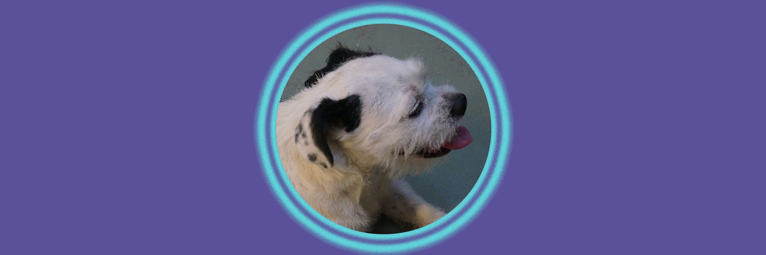 Fluffy dog with tongue out