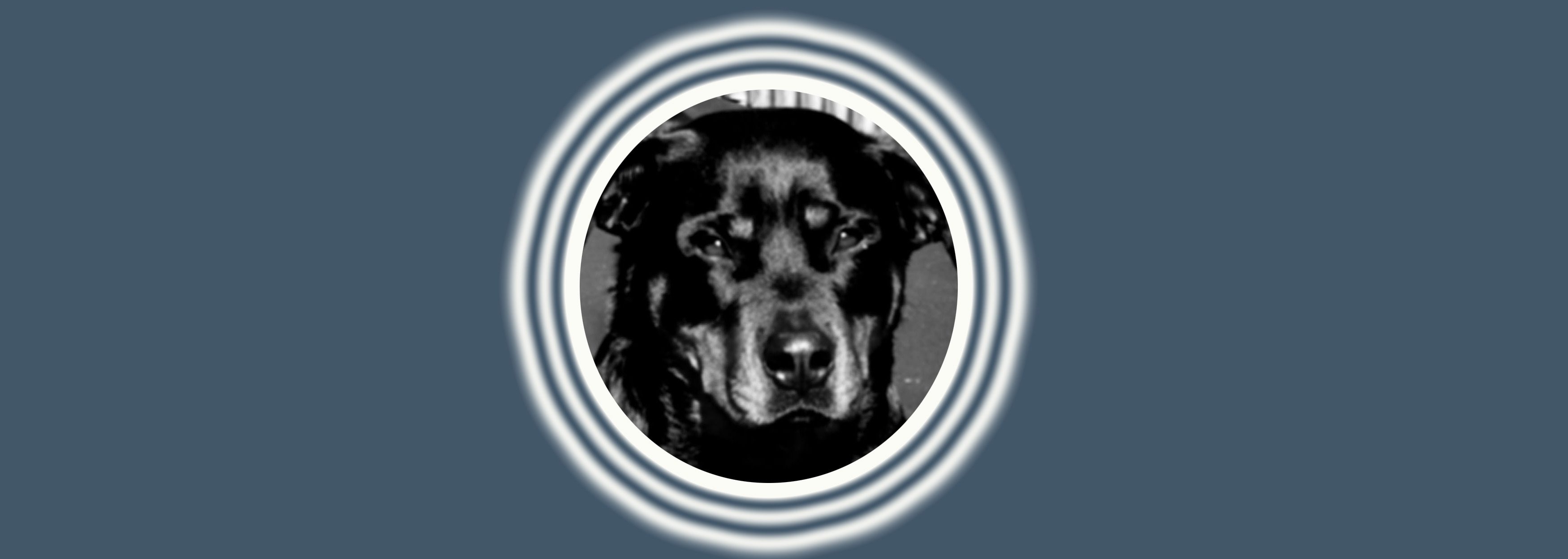 Canine face on dark background
