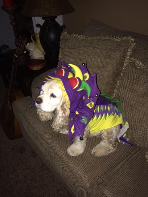 Dog in colorful dragon costume on couch