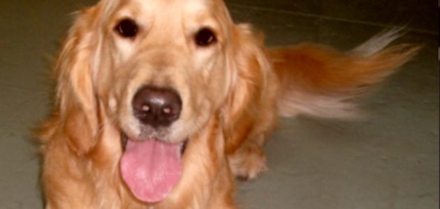 finnegan-c