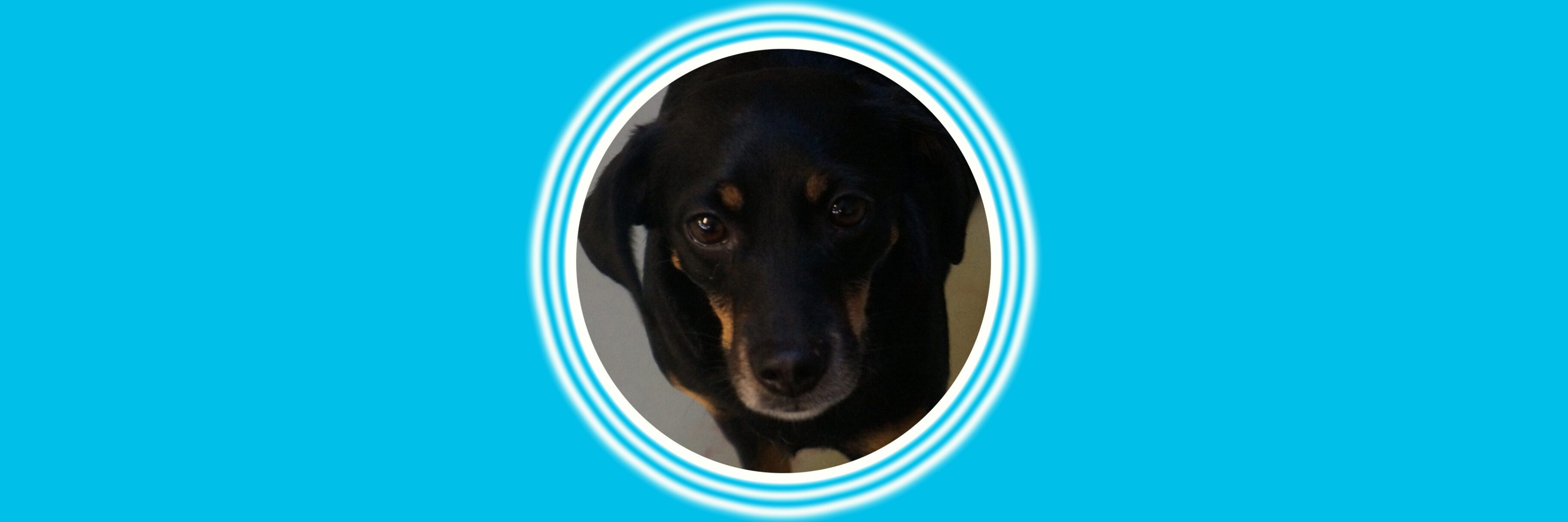 Black and brown dog portrait